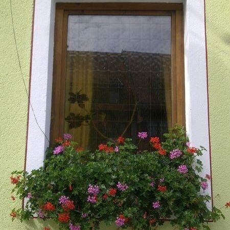 Blühende Pflanzen in einem Fenster, das Teil einer Fassadenrenovierung ist